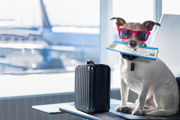 pet-relocation-near-me